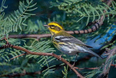 Townsend's Warbler by Shawn Cooper