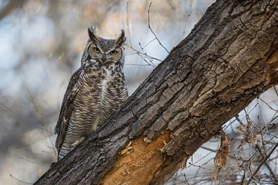 Great-horned Owl by Erik Wahlgren