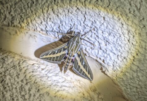 White-lined Sphynx Moth