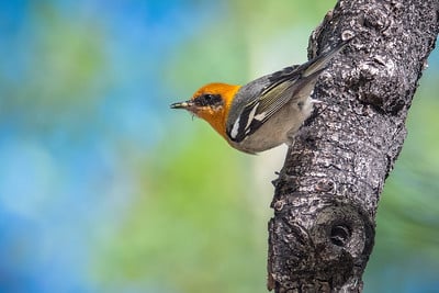Olive Warbler by Shawn Cooper