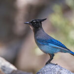 Steller's Jay by Shawn Cooper