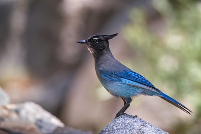 Steller's Jay by Shawn Cooper