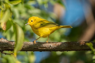 Yellow Warbler by Shawn Cooper