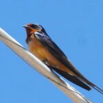 Barn Swallow by Bob Bowers