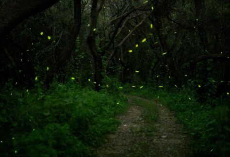 Fireflies by Julius Schlosburg