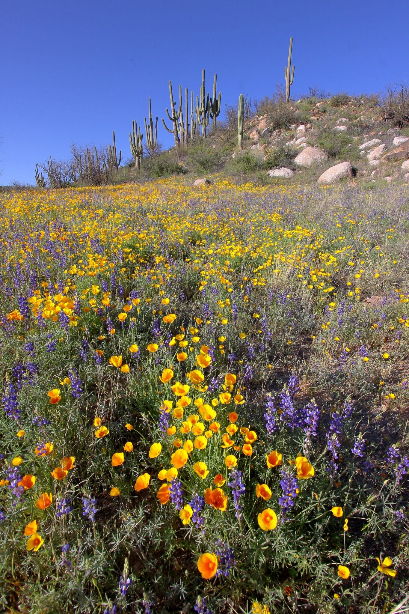 Tucson%27s+Arid+Climate+Spurs+Rise+in+Desert+Gardening