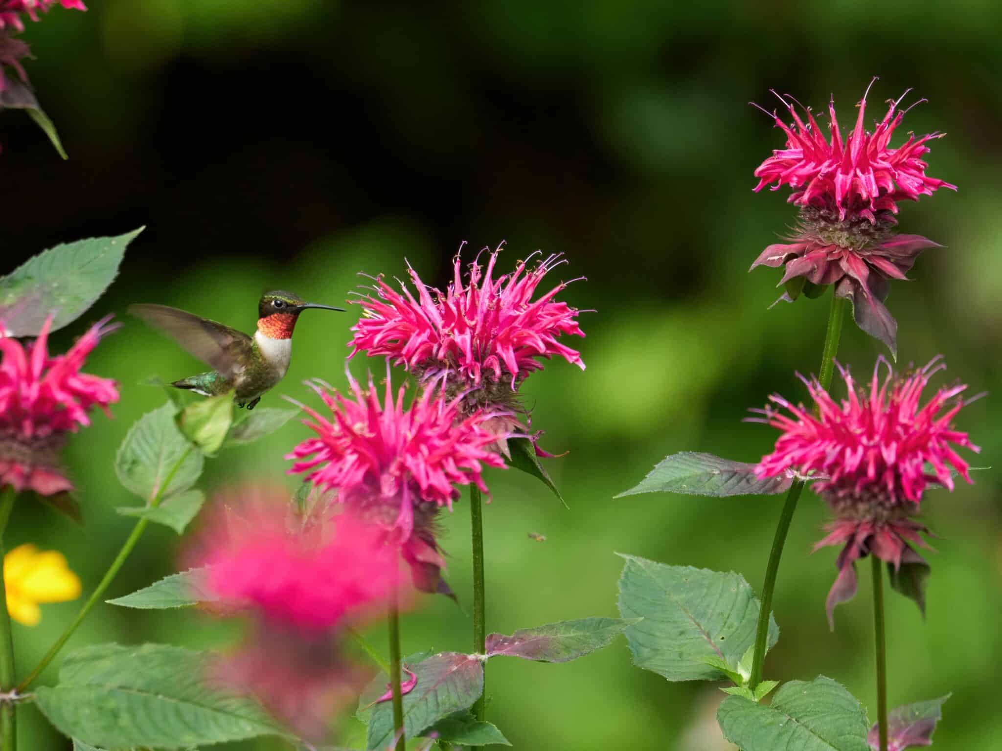 Birding Near You With Alex Eisengart, Presented By Hunt's Photo ⋆ ...