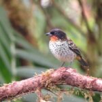 Rufous-throated Tanager