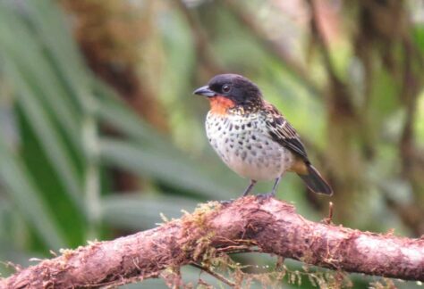 Rufous-throated Tanager