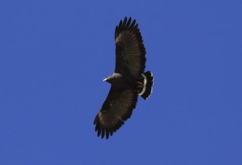 Common Black Hawk by Stephen Vaughan